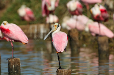 Brazoria County 2-25-11 0263.JPG