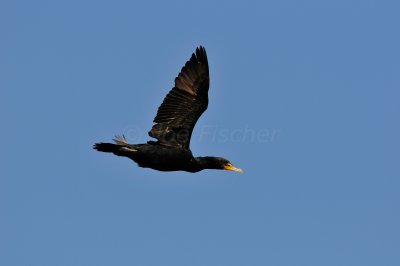 Brazoria County  2-25-11 0327.JPG