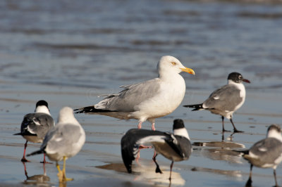 Brazoria County 2-25-11 0329.JPG