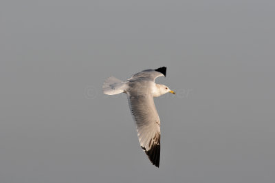 Brazoria County 2-25-11 0366.JPG