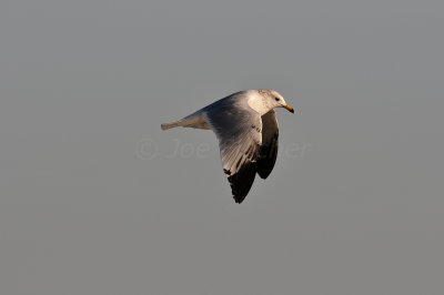 Brazoria County 2-25-11 0374.JPG