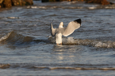 Brazoria County 2-25-11 0379.JPG