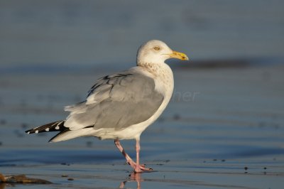 Brazoria County 2-25-11 0414.JPG