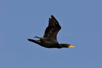 Brazoria County  2-25-11 0377.JPG