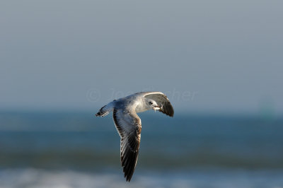 Brazoria County 2-25-11 0385.JPG
