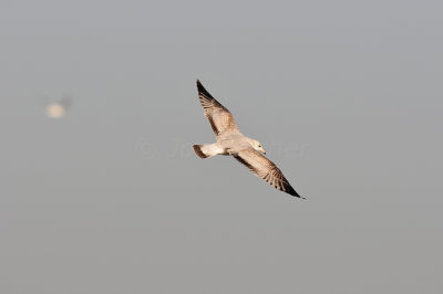 Brazoria County 2-25-11 0388.JPG