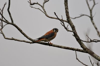 Brazoria County  2-27-11 0547.JPG