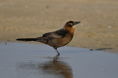 East Beach 1-1-11 0356.JPG