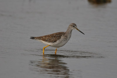 East Beach 1-1-11 0366.JPG