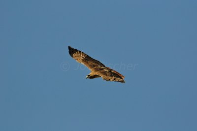 Galveston 1-1-11 0838.JPG