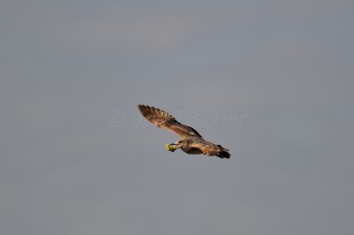 Galveston 1-7-11 0373.JPG