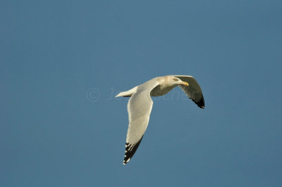 Galveston 1-8-11 0013.JPG