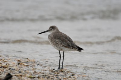 Follets Island 3-5-11 0009.JPG