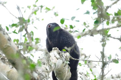 Chan Chich Belize 3-15-11 1632a.JPG