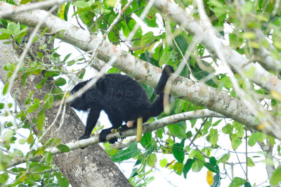 Chan Chich Belize 3-15-11 1638.JPG