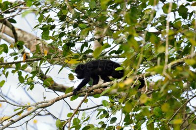 Chan Chich Belize 3-15-11 1646a.JPG