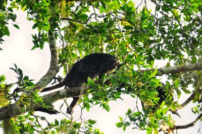 Chan Chich Belize 3-15-11 1848a.JPG