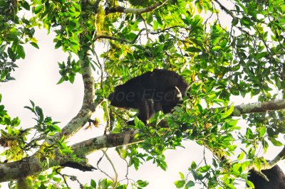 Chan Chich Belize 3-15-11 1856a.JPG