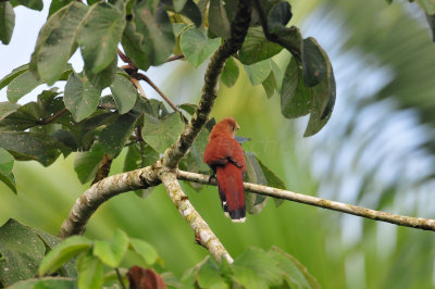 Chan Chich Belize 3-16-11 1987.JPG