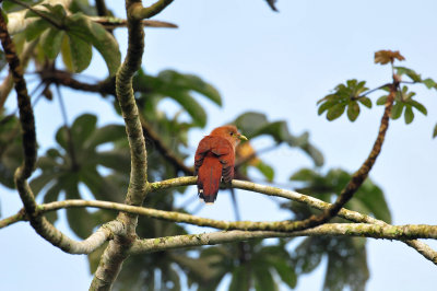 Chan Chich Belize 3-16-11 1989a.JPG