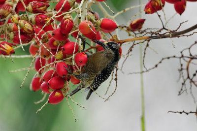 Chan Chich Belize 3-16-11 2056.JPG