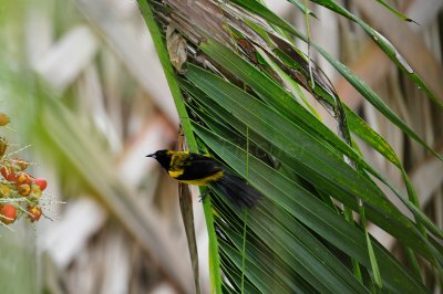 Chan Chich Belize 3-16-11 2108.JPG