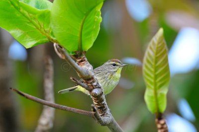 Turneffe Flats Belize 3-17-11 2248.JPG