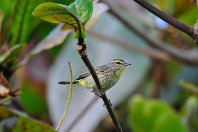 Turneffe Flats Belize 3-17-11 2254.JPG