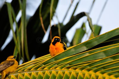 Turneffe Flats Belize 3-17-11 2300.JPG