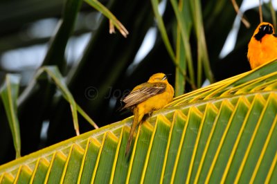 Turneffe Flats Belize 3-17-11 2303.JPG