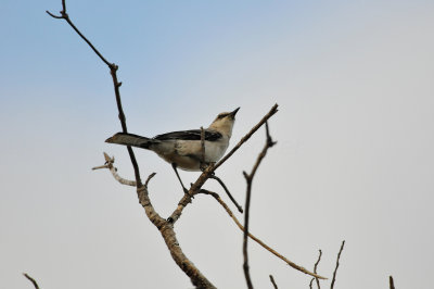 Turneffe Flats Belize 3-17-11 2350.JPG