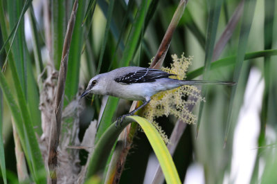 Turneffe Flats Belize 3-17-11 2360.JPG