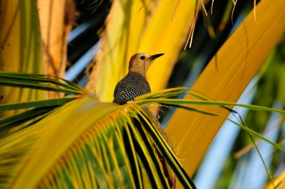 Turneffe Flats Belize 3-18-11 2452.JPG