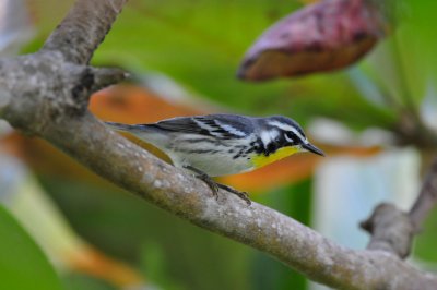 Turneffe Flats Belize 3-18-11 2464.JPG