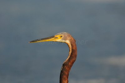 Turneffe Flats Belize 3-18-11 2594.JPG