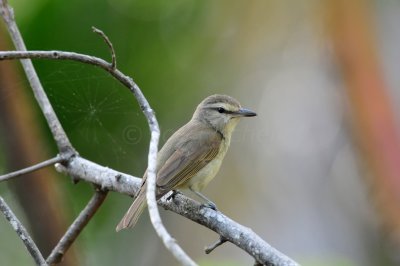 Turneffe Flats Belize 3-18-11 2621.JPG