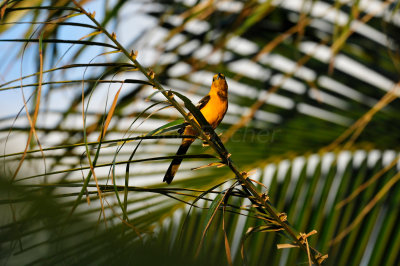 Turneffe Flats Belize 3-18-11 2700.JPG