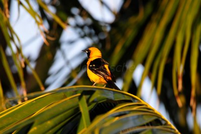 Turneffe Flats Belize 3-18-11 2705.JPG