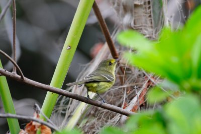 Turneffe Flats Belize 3-19-11 2737.JPG