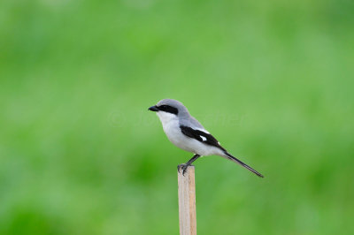 Alvin 3-26-11 3055.JPG