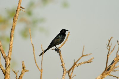 Anahuac NWR 10-1-10 2739.JPG