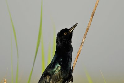 Anahuac NWR 10-1-10 2754.JPG