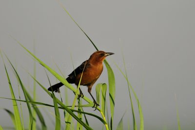 Anahuac NWR 10-1-10 2757.JPG