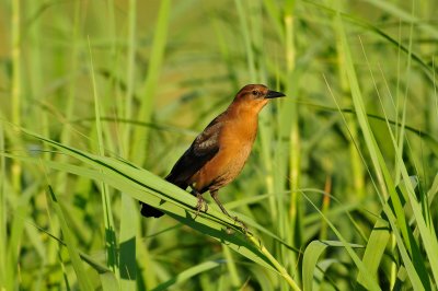 Anahuac NWR 10-1-10 2769.JPG