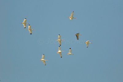 Anahuac NWR 10-1-10 3133.JPG