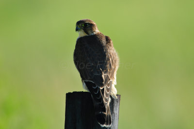 Anahuac NWR 10-1-10 2987.JPG