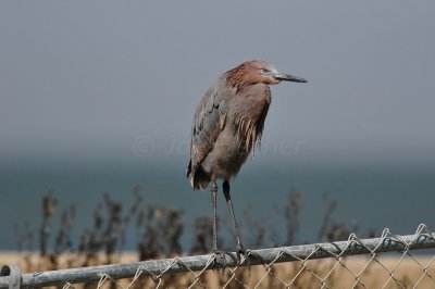 Brazoria County 2-25-11 0106.JPG