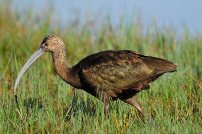 Brazoria County 2-25-11 0030.JPG