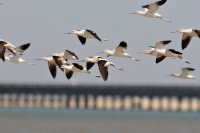 Brazoria County  2-25-11 0120.JPG