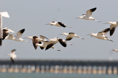 Brazoria County  2-25-11 0121.JPG
